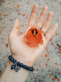 Close-up of butterfly on hand