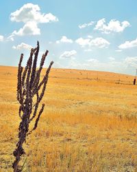 Cactus growing on field against sky