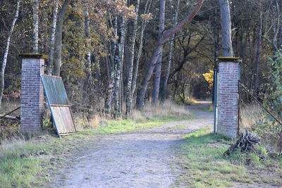 Road amidst trees in forest