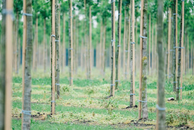 View of bamboo trees in forest