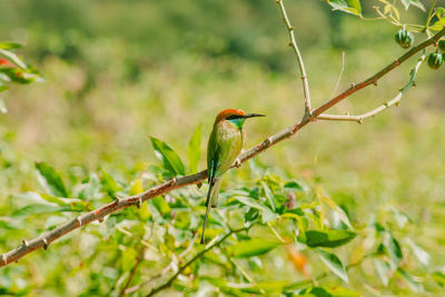 Low angle view of bird perching on tree