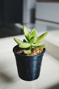 High angle view of succulent plant on table at home