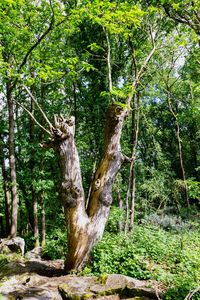 Trees in forest