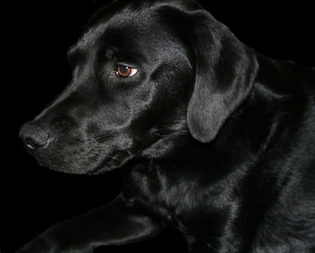 Close-up of black dog