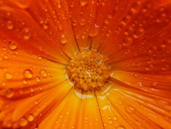 Close-up of wet yellow flower in rain