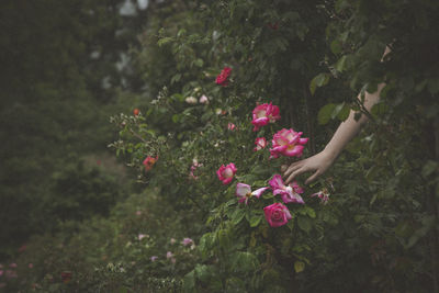 Pink flowers growing on plant