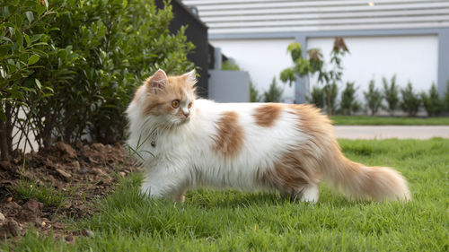 Cat in a field