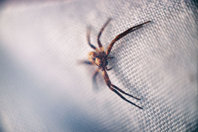 Close-up of spider