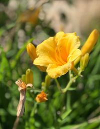 Close-up of yellow flowering plant