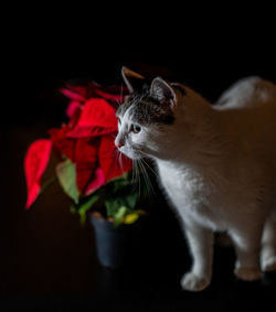 Close-up of a cat looking away