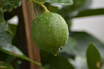 Close-up of fruit on plant