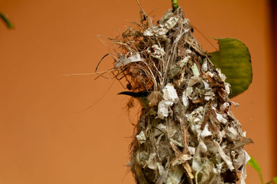 Close-up of wilted plant