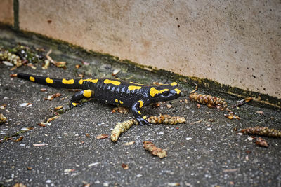 High angle view of insect on road