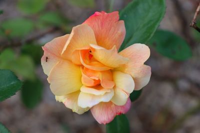 Close-up of yellow rose flower