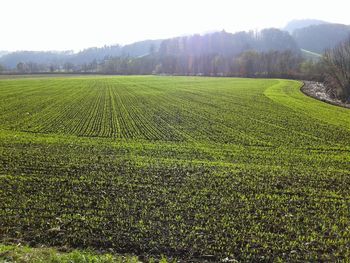 Scenic view of agricultural field against sky