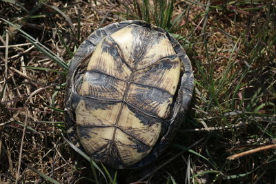 High angle view of tortoise on field