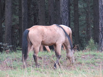 Horse standing in a field