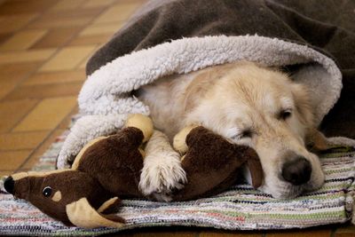 Dog covered in blanket sleeping with stuffed toys at home