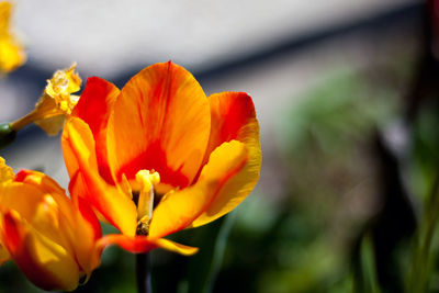 Close-up of orange flowers blooming outdoors