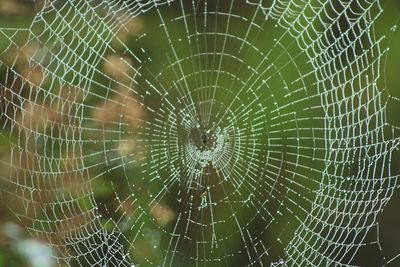 Close-up of spider web