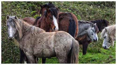 Close-up of horses standing on field