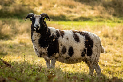 Portrait of sheep standing in field