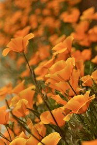 Close-up of yellow flowering plant on field