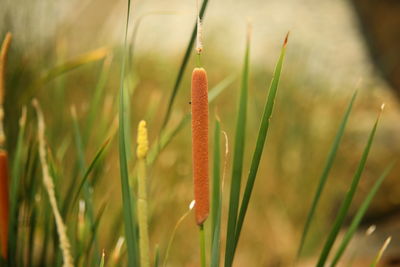 Plants in rainy season