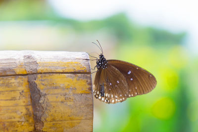 Close-up of butterfly on leaf