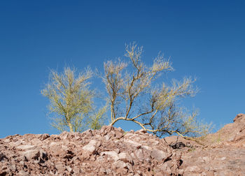 Low angle view of tree against clear blue sky