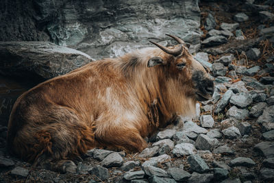 Golden takin close up