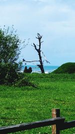 Scenic view of grassy field against sky