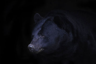 Bear black background portrait shot

