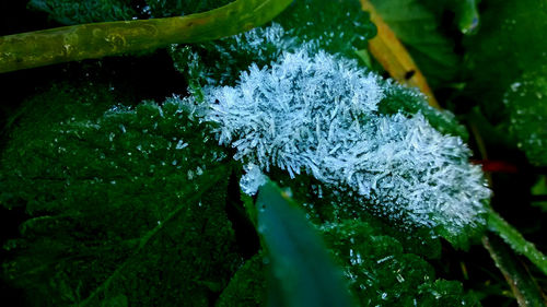 Close-up of leaf on water