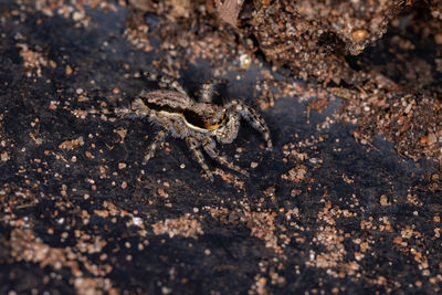 Close-up of lizard on rock