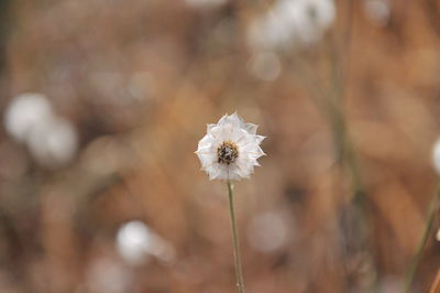 Close-up of white flowering plant