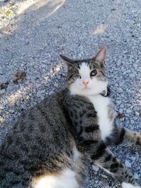 High angle portrait of cat relaxing outdoors