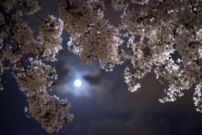 Low angle view of cherry blossoms against sky