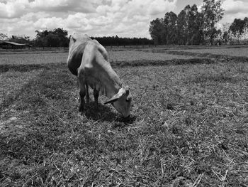 Horse grazing in field