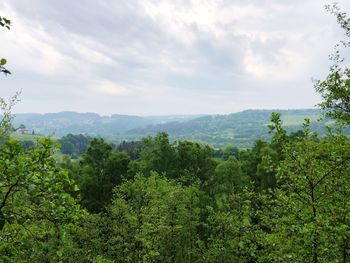 Scenic view of forest against sky