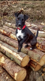 Portrait of dog sitting on log