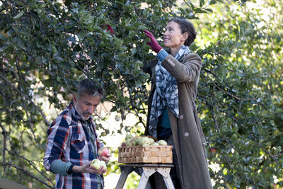 Mature couple picking apples, stockholm, sweden