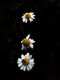 Close-up of white daisy flower against black background