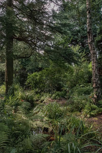 View of trees in forest