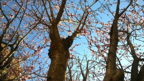 Low angle view of tree against sky