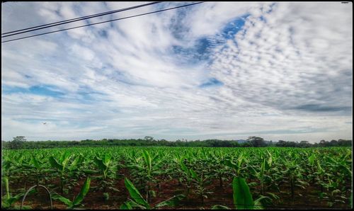 Scenic view of agricultural field against cloudy sky