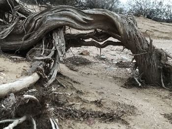 Close-up of tree trunk