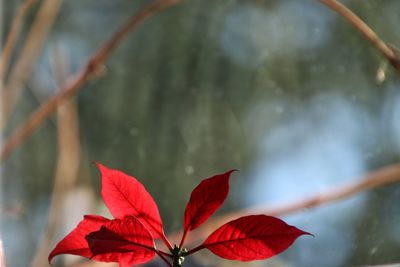 Close-up of raindrops on red leaves