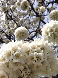 Low angle view of white flowers on tree