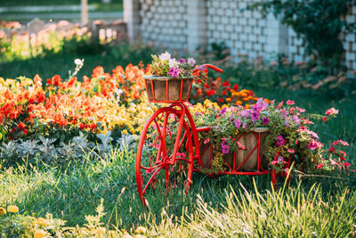 Red flowering plants in park